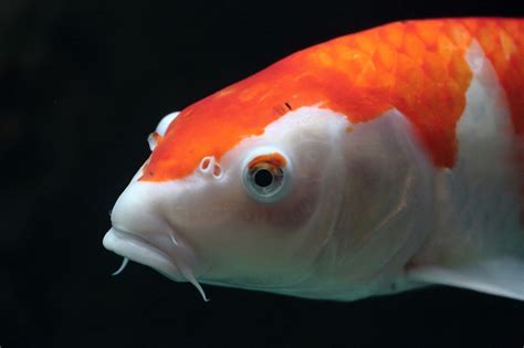 鼻水顏色 錦鯉魚
